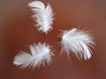 white duck feather 1