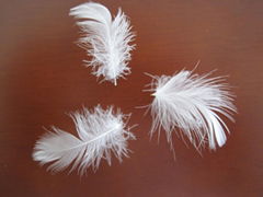 white duck feather