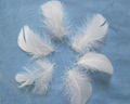 white goose feather 2