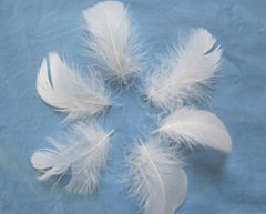 white goose feather