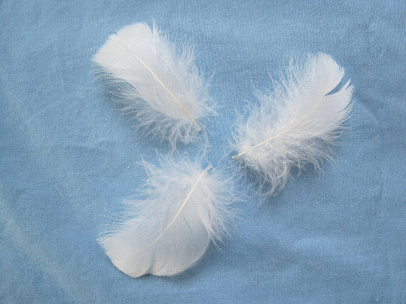 washed white goose feather 1