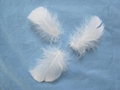 washed white goose feather