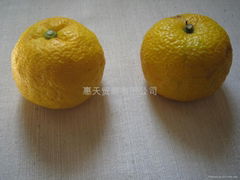 japanese yuzu