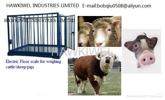 slaughter house equipment for cattle or sheep 5