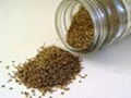 CELERY SEED