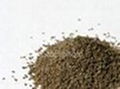 CELERY SEED