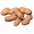 PEANUT/GROUNDNUT