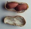 PEANUT/GROUNDNUT