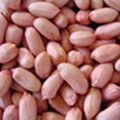 PEANUT/GROUNDNUT