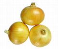 onion