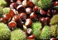 Chestnut