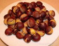 Chestnut