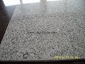 Silver Grey granite tiles 305x305x10mm 