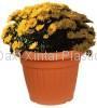 plastics flower pot 2