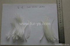 Fly Tying Grizzly Rooster feathers 