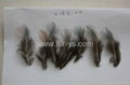 Fly Tying Grizzly Rooster feathers  2