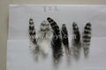 Fly Tying Grizzly Rooster feathers  4