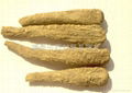 Dahurian angelica root 1