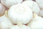 White garlic