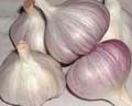 purple garlic