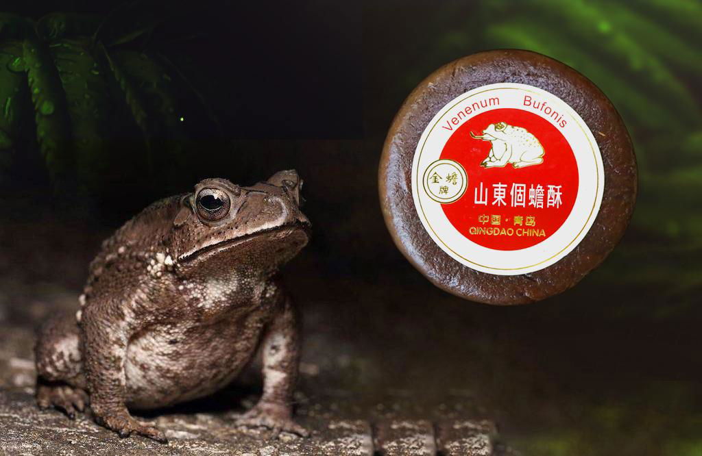 Toad Venom (Venenum Bufonis)