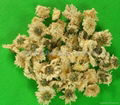  Florists Chrysanthemum  1