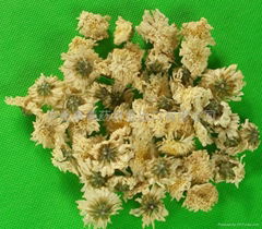  Florists Chrysanthemum 