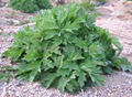 Argy Wormwood Leaf