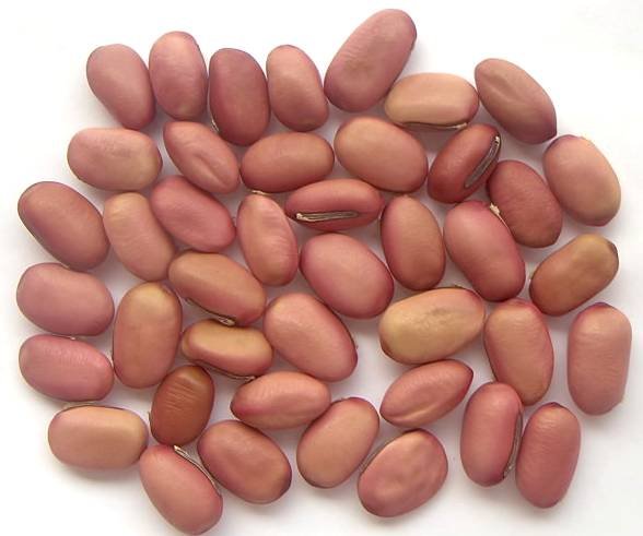 红刀豆