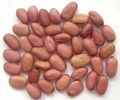 紅刀豆