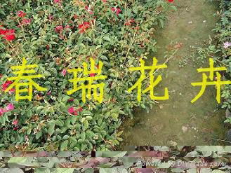 青州月季花 5