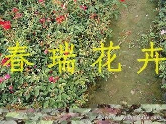 青州月季花