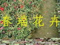 青州月季花
