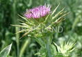 Silymarin (Milk Thistle Extract)