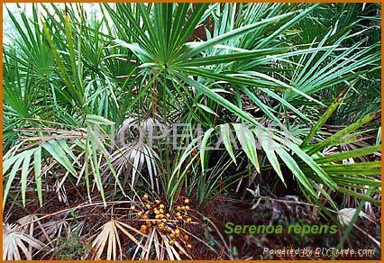 Saw Palmetto Extract