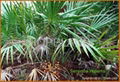 Saw Palmetto Extract 1