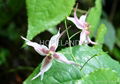 Epimedium Extract (Horny Goat Weed Extract, Icariin) 1