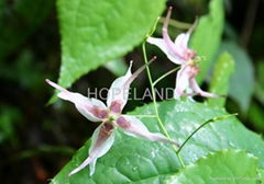 Epimedium Extract (Horny Goat Weed