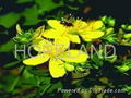 St. John's Wort Extract (Hypericin) 1