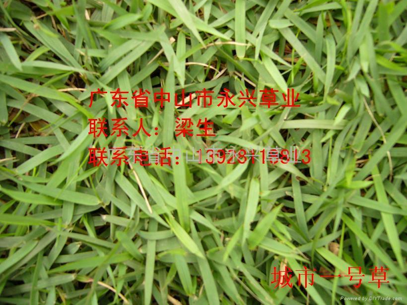 百慕达草/果岭419 2