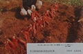 酵素菌日本进口原菌11 5