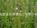 小花柳葉菜提取物