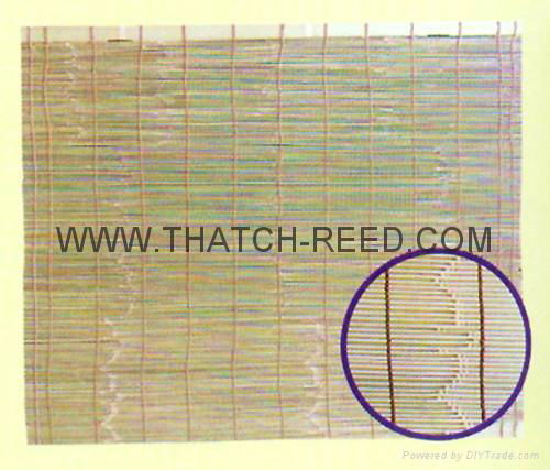 reed screen 2