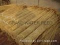 varous quality sweet water reed