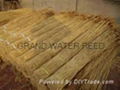 varous quality sweet water reed 1