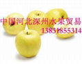 黄元帅苹果 1