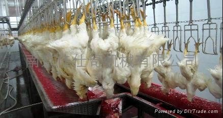 chicken slaughter line 4