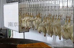 broiler slaughter line