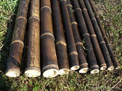 Bamboo Fencing