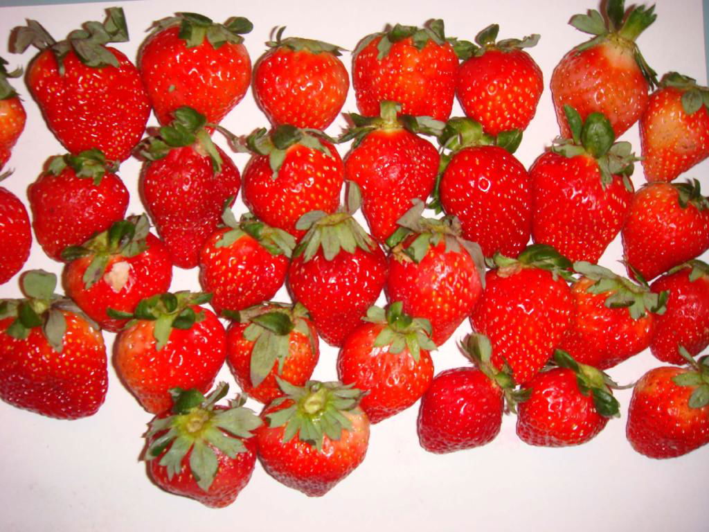 FROZEN & DRIED STRAWBERRY 2